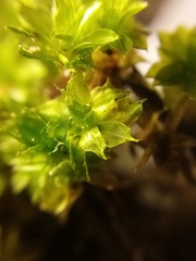 Rosulabryum subtomentosum