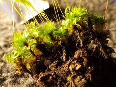 Rosulabryum subtomentosum