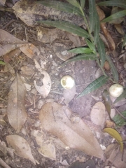 Syzygium hemilamprum