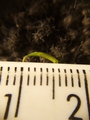 Rosulabryum subtomentosum