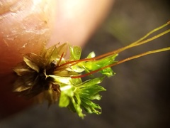 Rosulabryum subtomentosum
