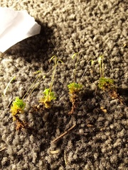 Rosulabryum subtomentosum