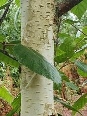 Betula utilis jacquemontii