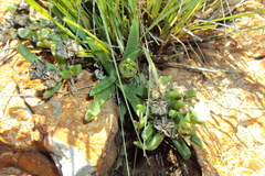 Delosperma gautengense