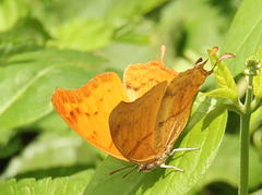 Polyura zoolina