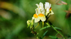Linaria vulgaris