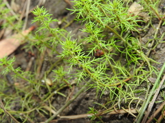 Myriophyllum gracile