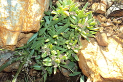 Delosperma gautengense