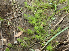 Myriophyllum gracile