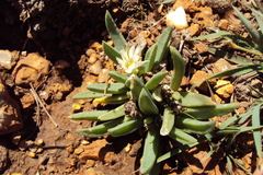 Delosperma gautengense