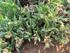 Delosperma carolinense