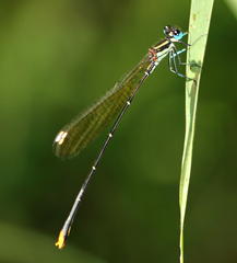 Allocnemis leucosticta