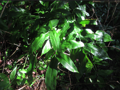 Coniogramme japonica