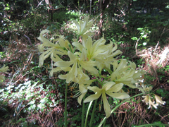 Lycoris