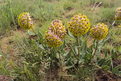 Asclepias albens