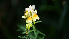 Linaria vulgaris
