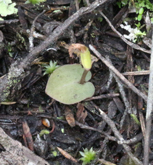 Corybas rotundifolius