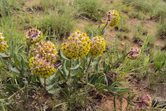 Asclepias albens