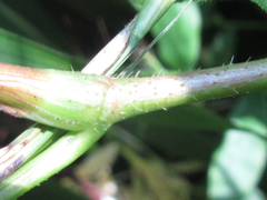 Persicaria dissitiflora
