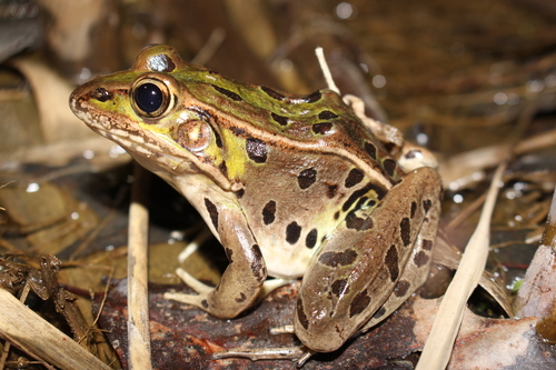 Atlantic Coast Leopard Frog