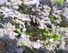 Bombus lucorum