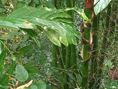 Guadua angustifolia