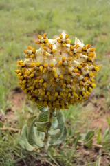 Asclepias albens