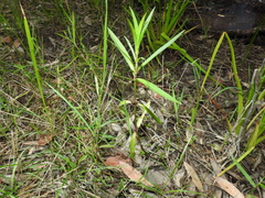 Hygrophila