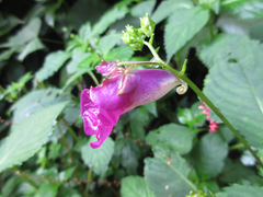 Impatiens textorii