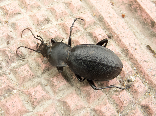 Photo of Leather Beetle (Carabus coriaceus)