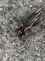 Gryllotalpa pluvialis