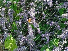 Euplagia quadripunctaria