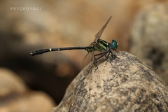Microgomphus farrelli