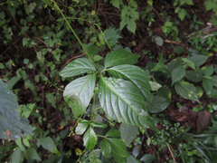 Gynostemma pentaphyllum