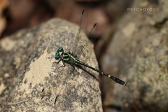 Microgomphus farrelli