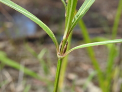 Hygrophila