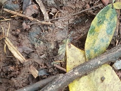 Leptogenys diminuta