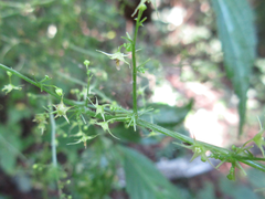 Gynostemma pentaphyllum