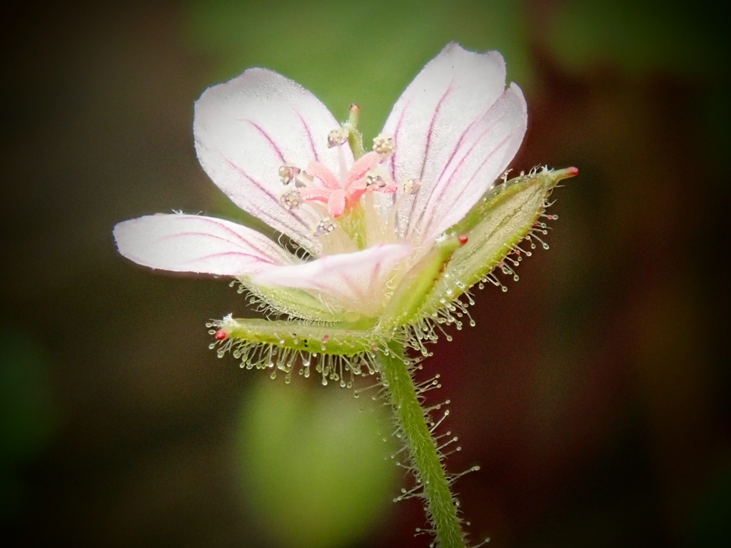 Seemann's geranium