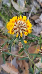 Pultenaea rosmarinifolia