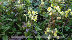 Pedicularis chinensis