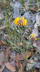 Pultenaea rosmarinifolia