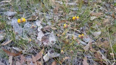 Pultenaea rosmarinifolia