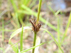 Hygrophila
