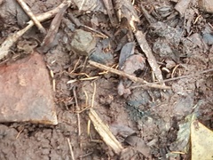 Leptogenys diminuta