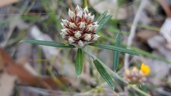 Pultenaea rosmarinifolia