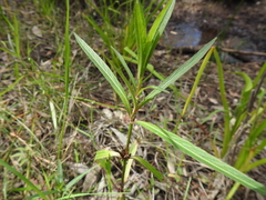 Hygrophila
