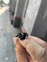 Xylocopa sonorina