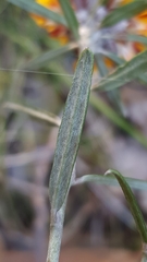 Pultenaea rosmarinifolia