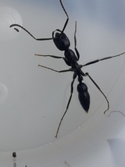 Leptogenys diminuta